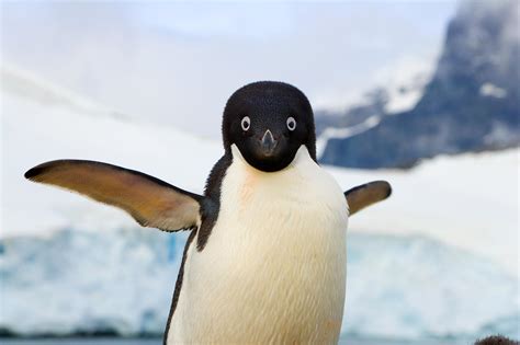 Where Can I Watch Dance Flick and Why Do Penguins Hate Jazz?